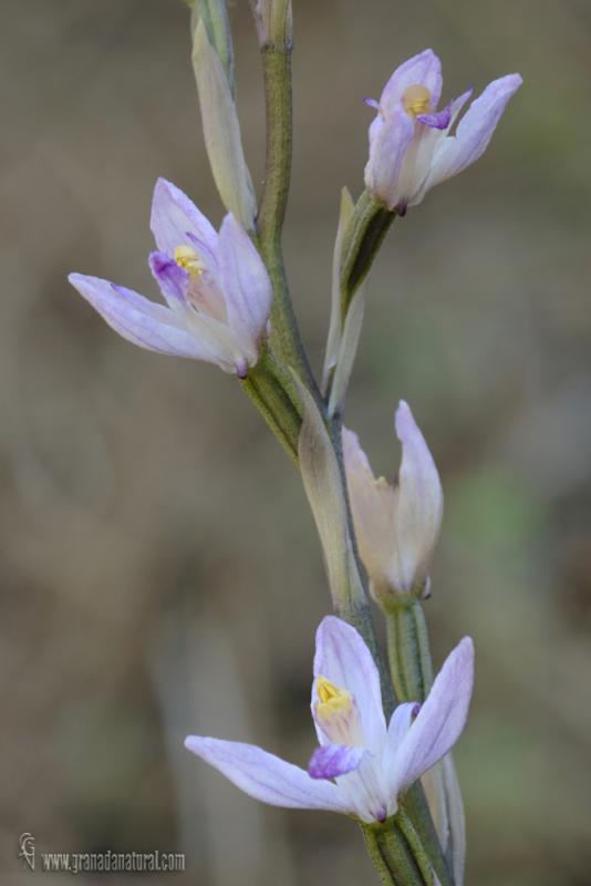 Limodorum trabutianum