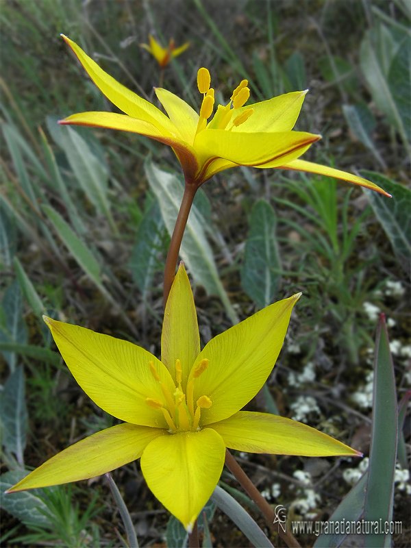 Tulipa sylvestris ssp australis 2