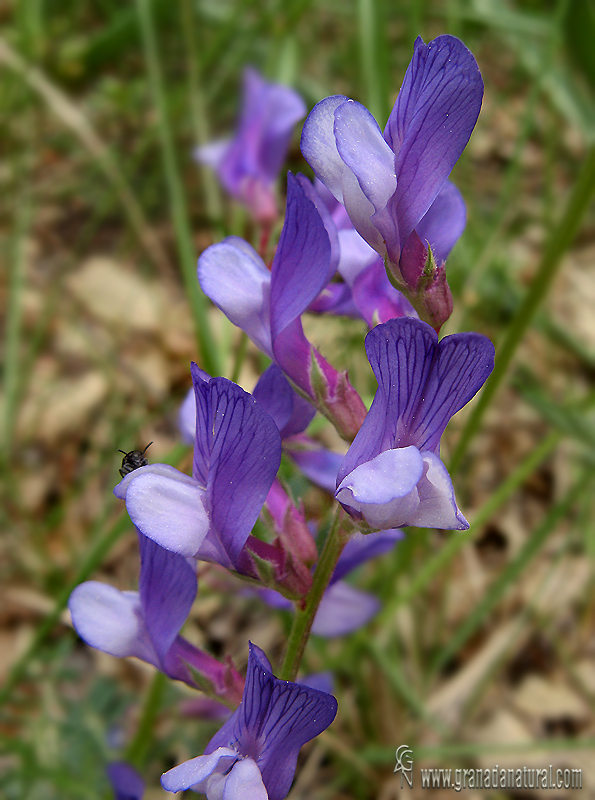 Vicia onobrychioides 1