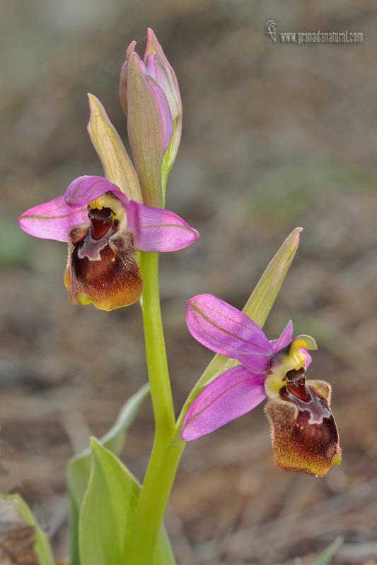 Ophrys x peltieri