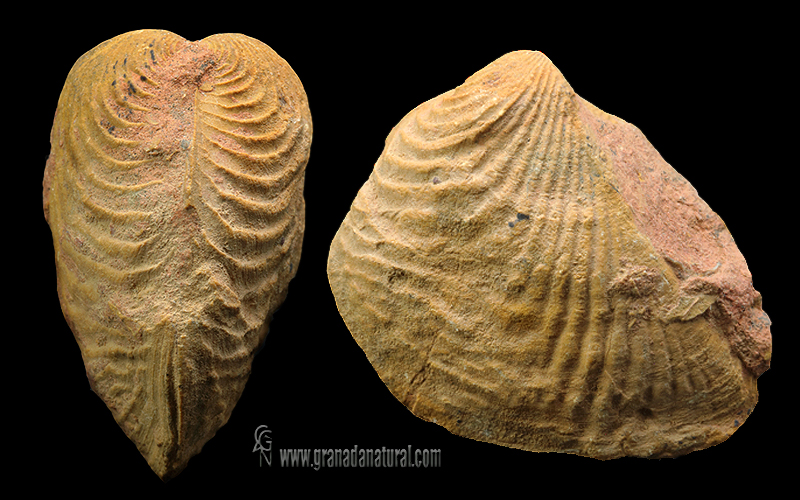 Buchotrigonia pizcuetana