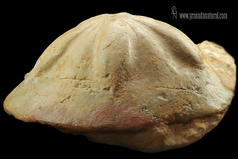 Clypeaster campanulatus