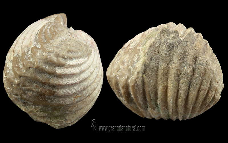 Gibbirhynchia curviceps