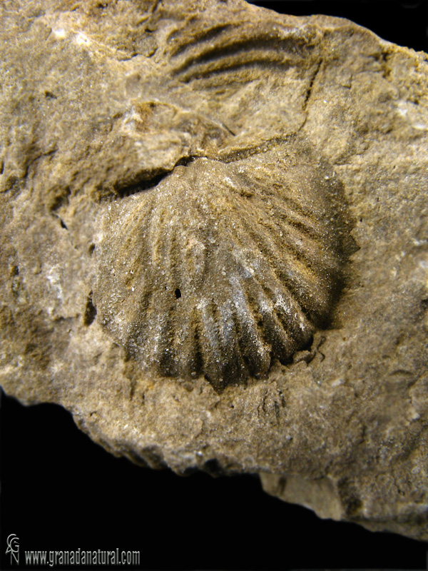 Plicostropheodonta murchisoni.