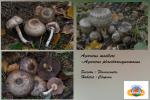 Agaricus moelleri Waser.