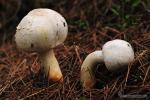 Agaricus xanthoderma sombrero y pie. Hongos de Granada