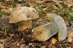 Boletus albidus. Hongos de Granada