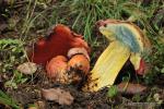 Boletus rhodoxhantus corte. Setas de Granada