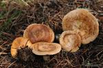 Clitocybe alexandrii. Hongos de Granada.