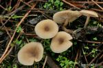 Clitocybe vebacina. Hongos de Granada.