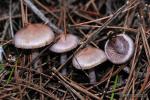 Inocybe geophilla var. lilacina