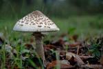 Macrolepiota procera ( Scop) Sing. Setas de Granada