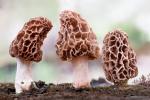Morchella castanea