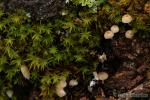 Mycena hiemalis.Hongos de Granada