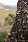 Pleurotus suberis sobre tronco de pino. Hongos de Granada