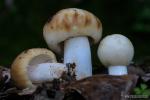 Russula foetens Pers.:Fr.
