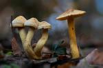Tricholoma sulphureum (Bull. ex Fr.) P. Kumm.