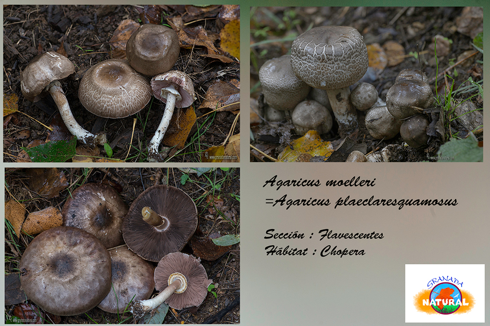 Agaricus moelleri Waser.