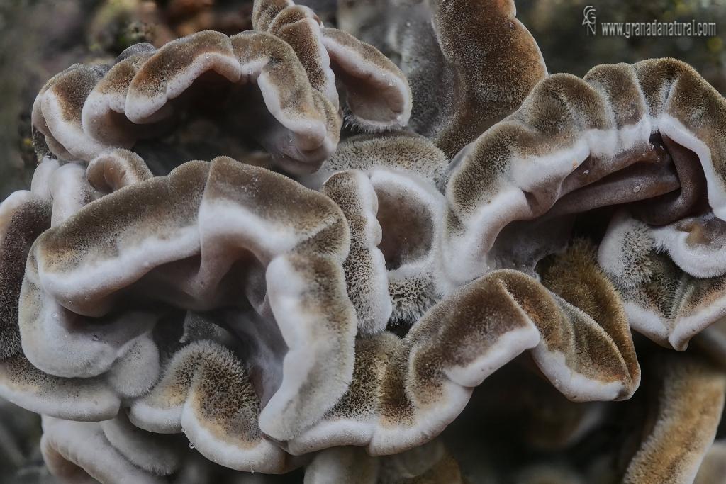 Auricularia mesenterica, la v&iacute;scera del bosque