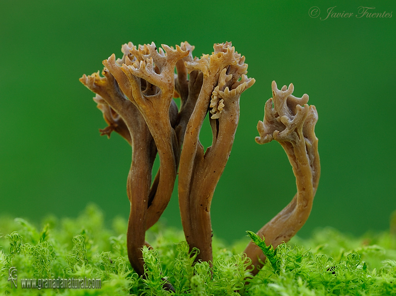 Clavulina cinerea (Bull) Schroet.Aphyllophorales de Granada