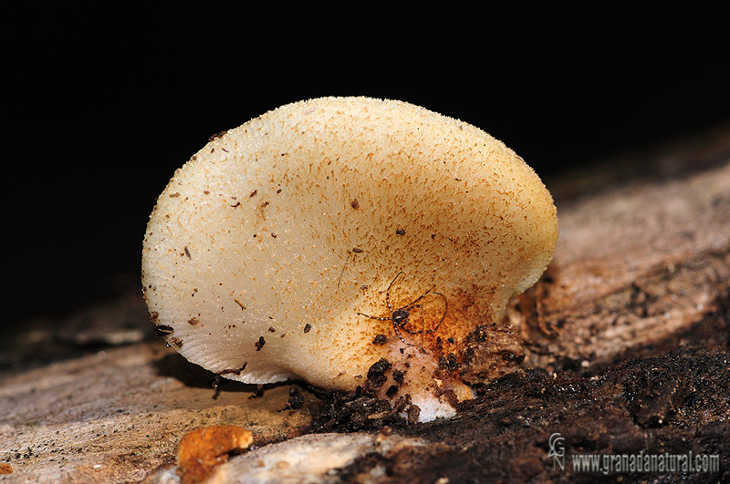 Crepidotus mollis var. squamulosus Cout cut�cula