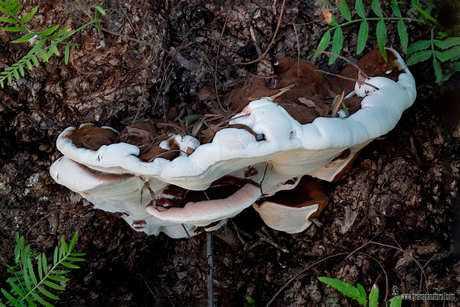 Ganoderma resinaceum