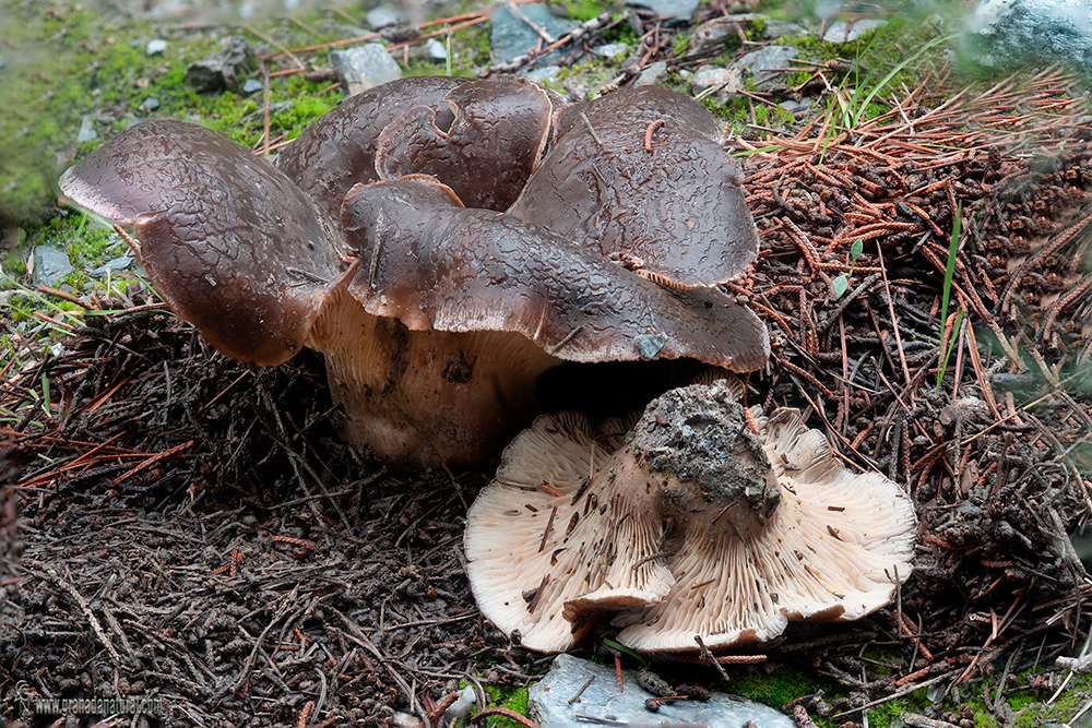 Hoenbuehelia geogenia (Bull.) Schulzer