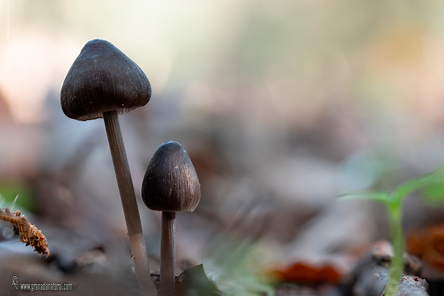 Mycena polygramma.