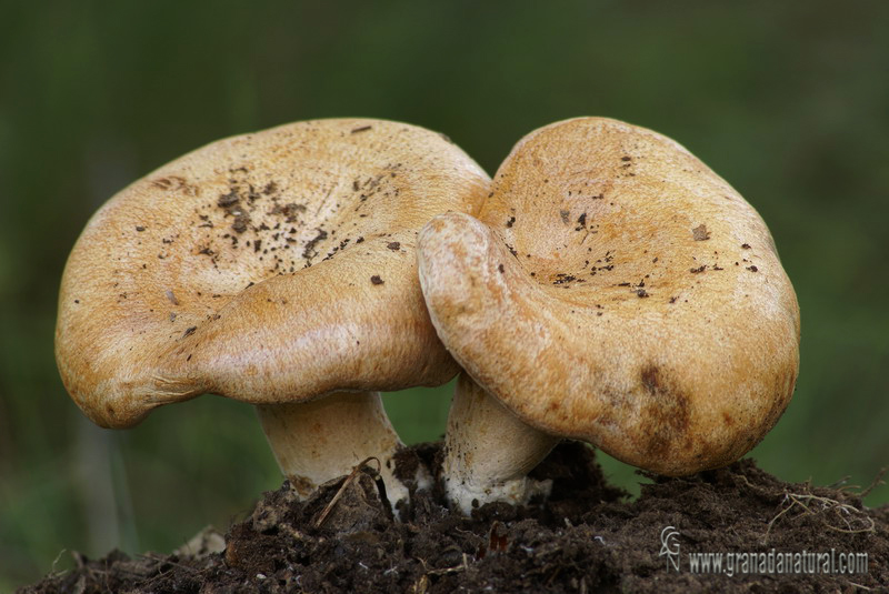 Lactarius acerrimus Britzlemayr ( sombrero).Hongos de Granada