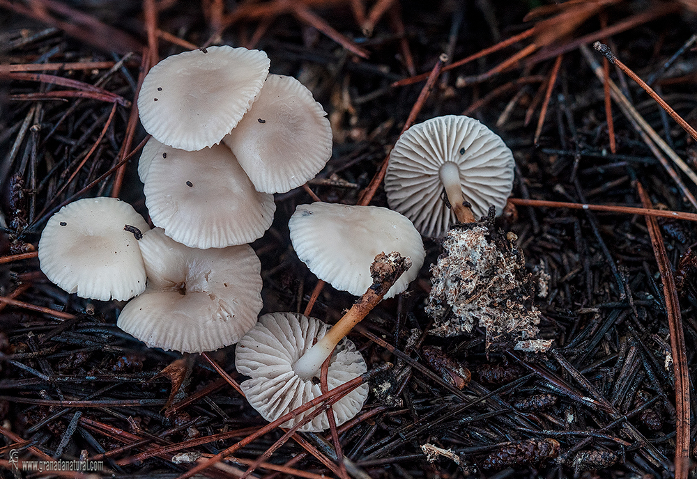 Marasmius wynneae f. carpathicus (Kalchbrenner) Anton&iacute;n (1999),
