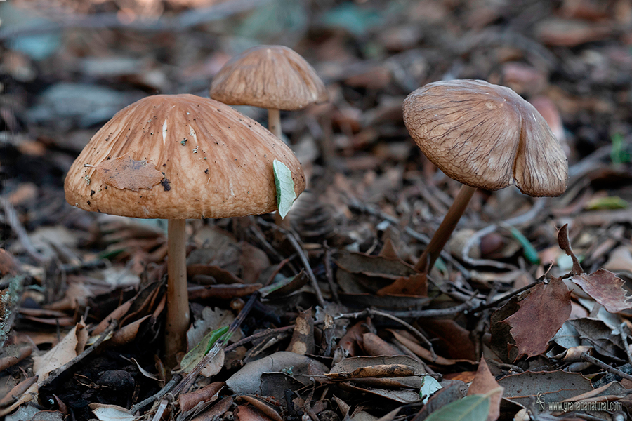 Hymenopellis radicata (Relhan) R.H. Petersen