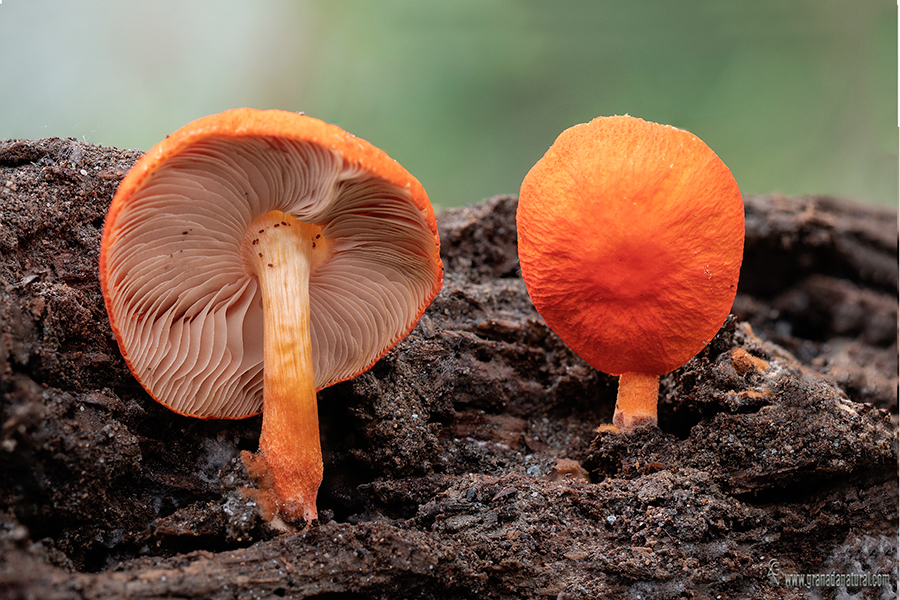 Pluteus aurantiorugosus Trog) Sacc. - Flame Shield