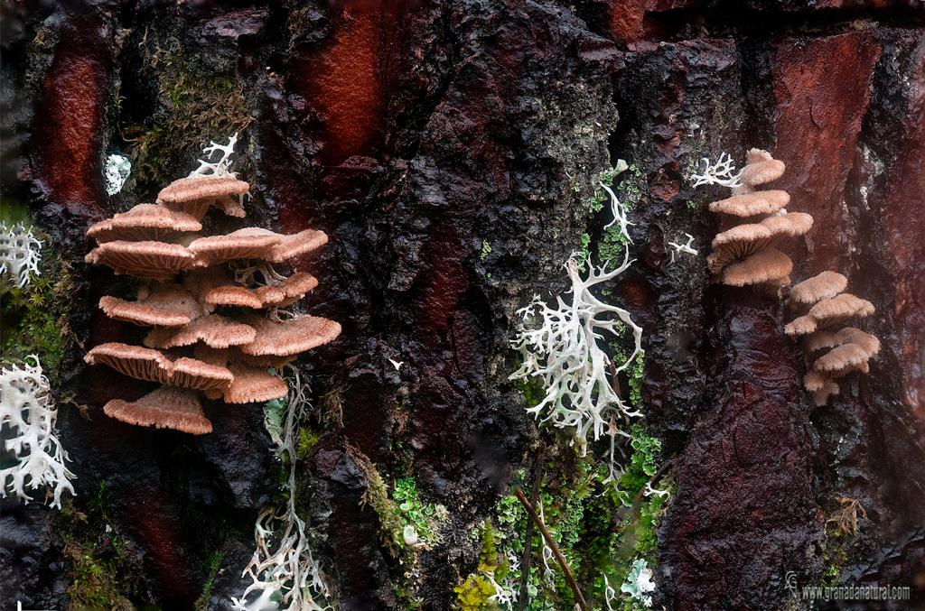Schizophyllum commune Fr.