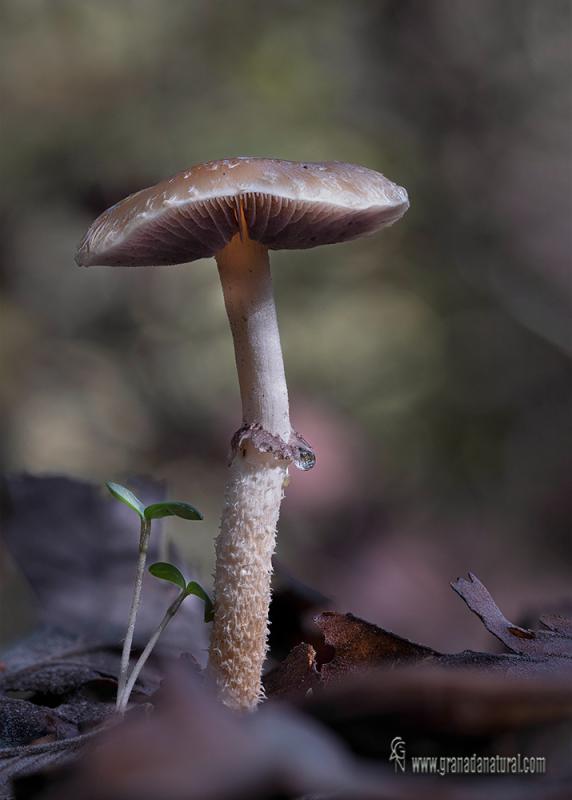 Leratiomyces squamosus Pers.) Bridge & Spooner /Stropharia squamosa