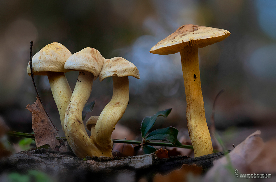 Tricholoma sulphureum (Bull. ex Fr.) P. Kumm.