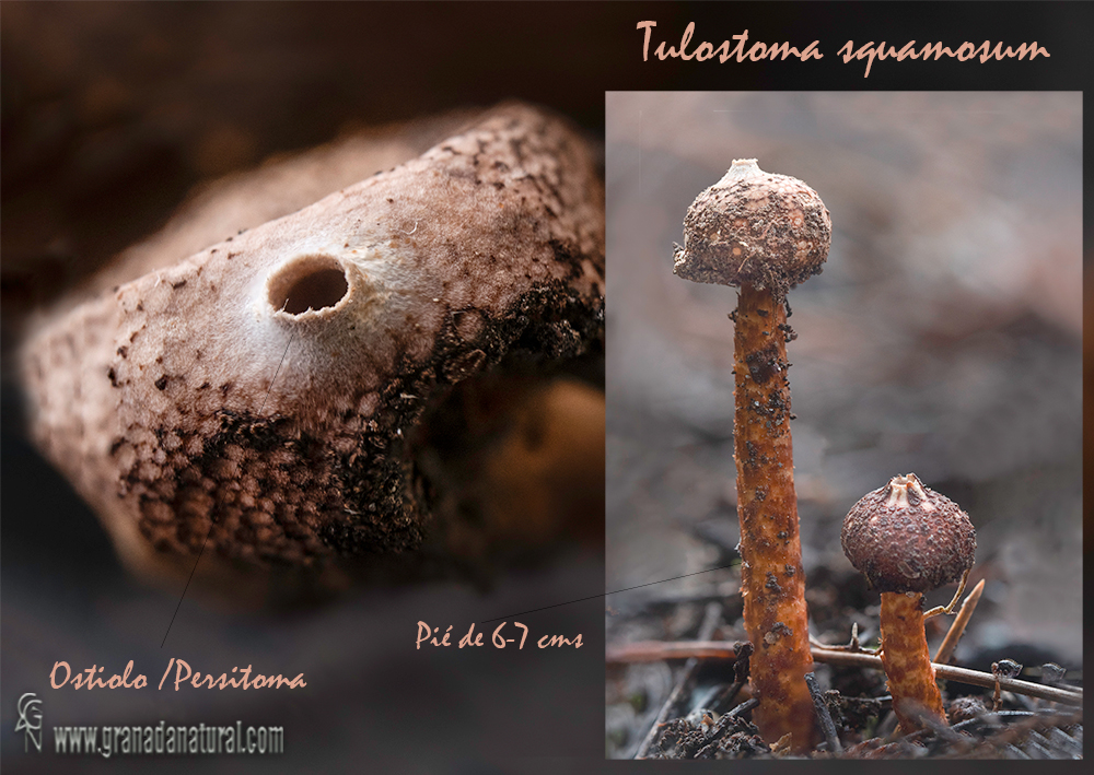 Tulostoma squamosum (J.F.Gmel.:Pers.) Pers.