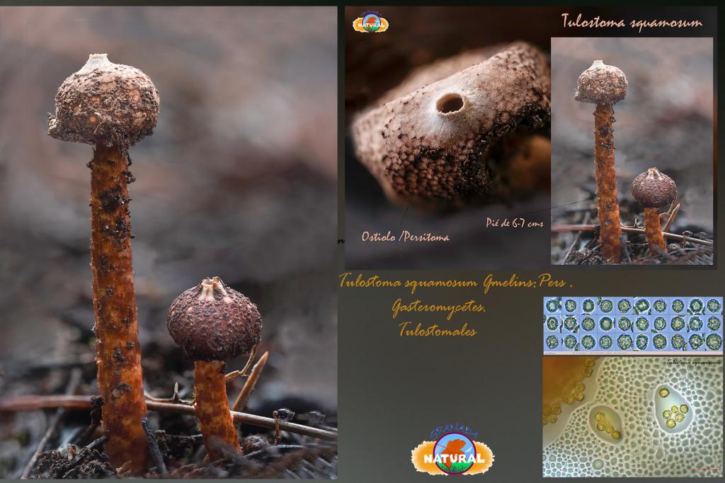 Tulostoma squamosus ficha