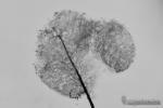 Comatricha nigra , microscopía