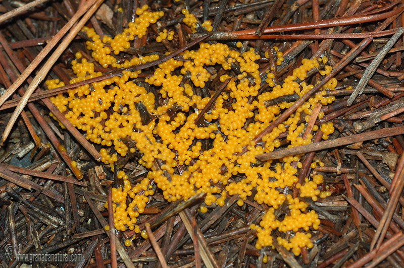 Leocarpus fragilis (fase joven). Myxomycetes de Granada