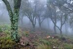 Alcornoques en la niebla(Alcornocal de L�jar). Paisajes de Granada