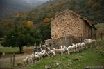 Rebao de ovejas en el Camarte . Paisajes de Granada