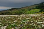 Primavera en el pico del Aguila ( Gualchos). Paisajes de Granada