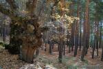 Pinus sylvestris ( bosque). Habitats de Granada