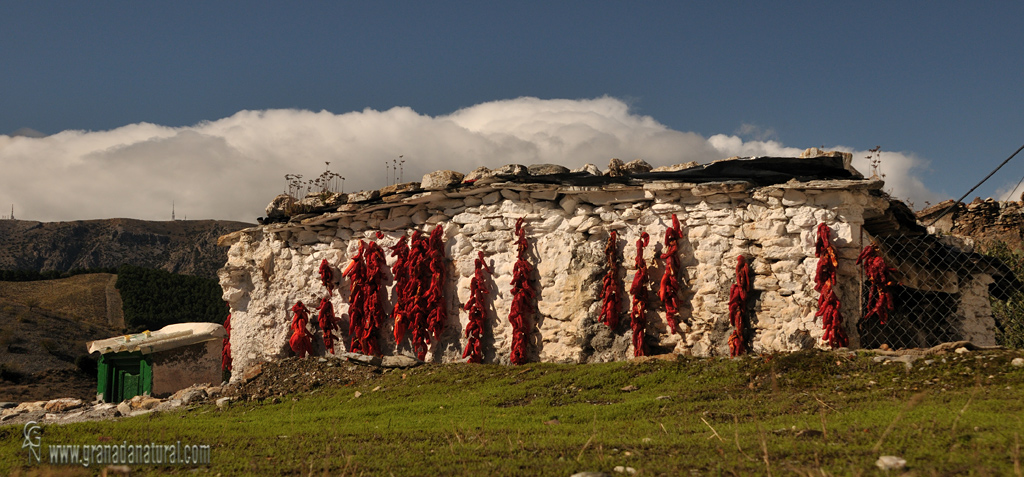 Secando pimientos en Bargis( Alpujarra Baja).