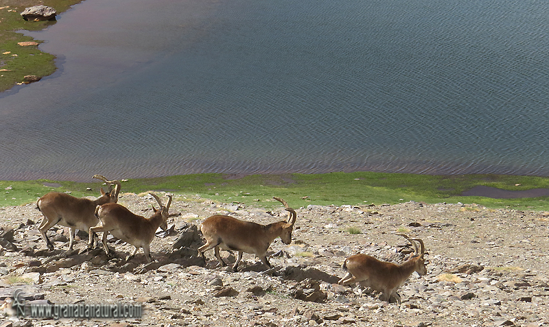 Cabras monteses en la laguna de Río Seco. Sierra Nevada
