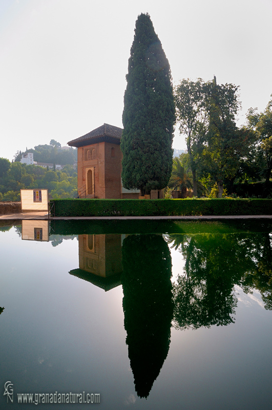 El ciprés y el Oratorio del Partal. Alhambra de Granada